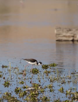 Black-necked stilt, Himantopus mexicanus, shore bird in spring, fishing in a marsh pond in Irvine, California, United States.