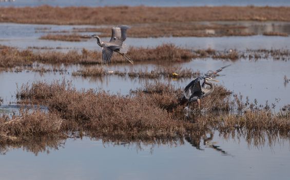 Great blue heron bird, Ardea herodias, in the wild, foraging in a lake in Huntington Beach, California, United States