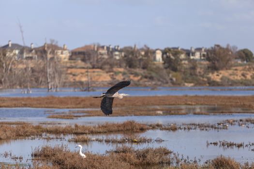 Great blue heron bird, Ardea herodias, in the wild, foraging in a lake in Huntington Beach, California, United States