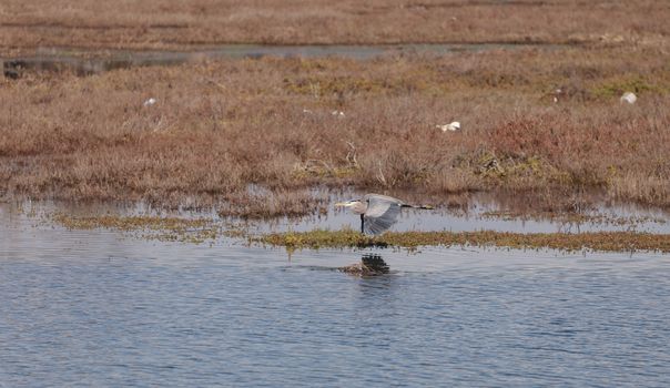 Great blue heron bird, Ardea herodias, in the wild, foraging in a lake in Huntington Beach, California, United States