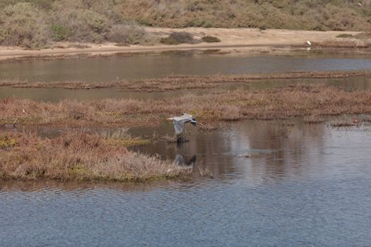 Great blue heron bird, Ardea herodias, in the wild, foraging in a lake in Huntington Beach, California, United States