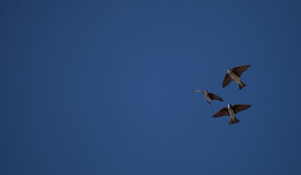 Blue Tree swallow bird, Tachycineta bicolor, flies over the San Joaquin wildlife sanctuary, Southern California, United States