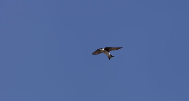 Blue Tree swallow bird, Tachycineta bicolor, flies over the San Joaquin wildlife sanctuary, Southern California, United States