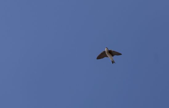 Blue Tree swallow bird, Tachycineta bicolor, flies over the San Joaquin wildlife sanctuary, Southern California, United States