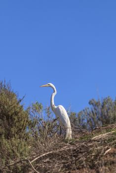 Great egret bird, Ardea alba, stands in the bushes above the upper Newport bay in Newport Beach, California, United States