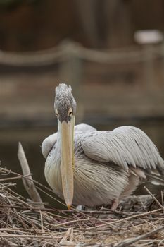 Great white pelican, Pelecanus onocrotalus, is also known as the eastern white pelican or the rosy pelican. This large bird eats fish and can be found near the ocean.