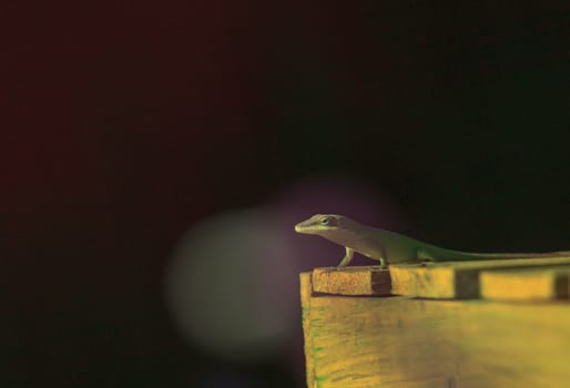 A Green anole, Anolis carolinensis, lizard suns itself on top of a wooden box in a desert landscape in Southern California, United States