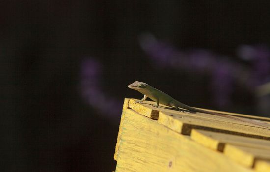 A Green anole, Anolis carolinensis, lizard suns itself on top of a wooden box in a desert landscape in Southern California, United States