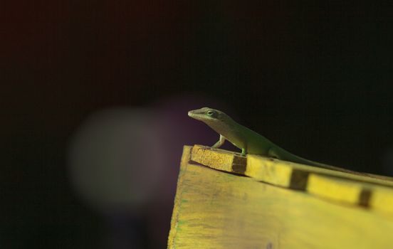 A Green anole, Anolis carolinensis, lizard suns itself on top of a wooden box in a desert landscape in Southern California, United States