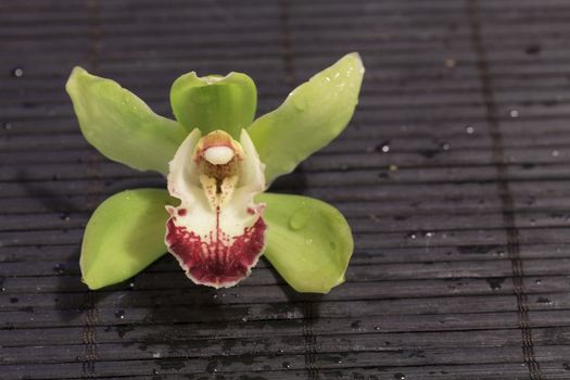 Green and red Cymbidium orchid species on a black bamboo mat background