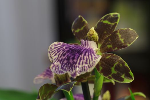 Purple and green orchid, Zygopetalum species,  on a leafy green background