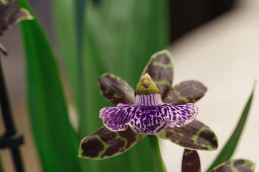 Purple and green orchid, Zygopetalum species,  on a leafy green background