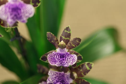 Purple and green orchid, Zygopetalum species,  on a leafy green background