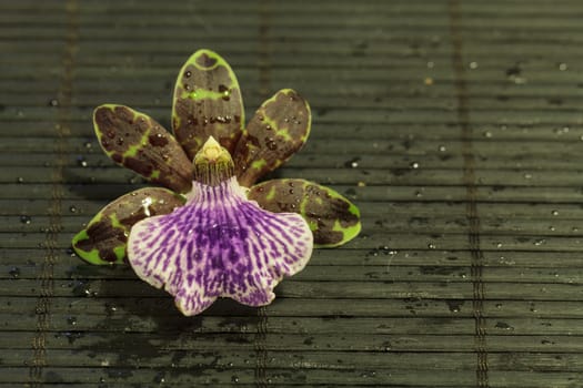 Purple and green orchid, Zygopetalum species,  on a black bamboo mat background