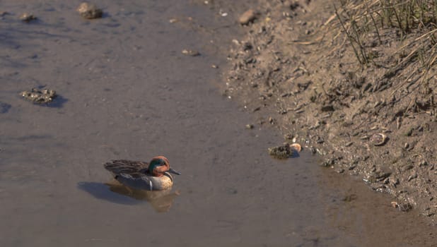 Green winged teal, Anas crecca, a waterfowl bird with a green stripe through its eye, swims in the marsh estuary of Upper Newport Bay in Newport Beach, California, United States