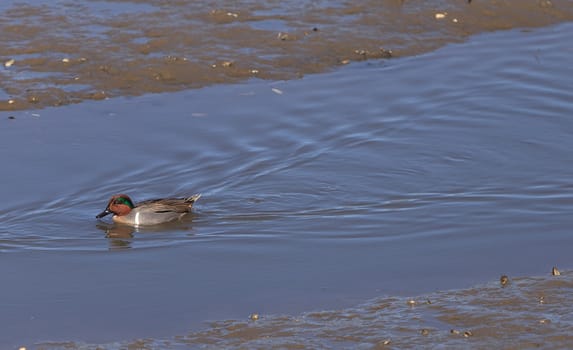 Green winged teal, Anas crecca, a waterfowl bird with a green stripe through its eye, swims in the marsh estuary of Upper Newport Bay in Newport Beach, California, United States