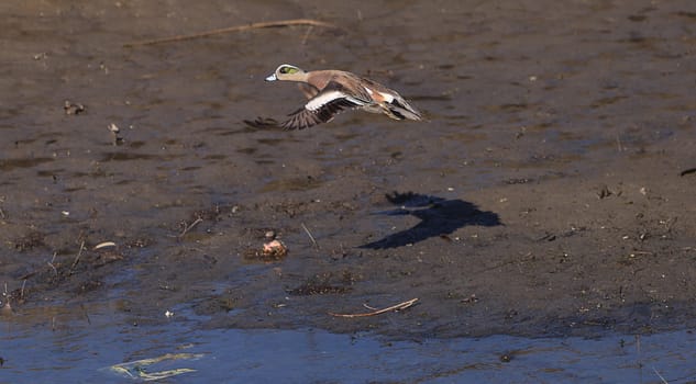 Green winged teal, Anas crecca, a waterfowl bird with a green stripe through its eye, swims in the marsh estuary of Upper Newport Bay in Newport Beach, California, United States