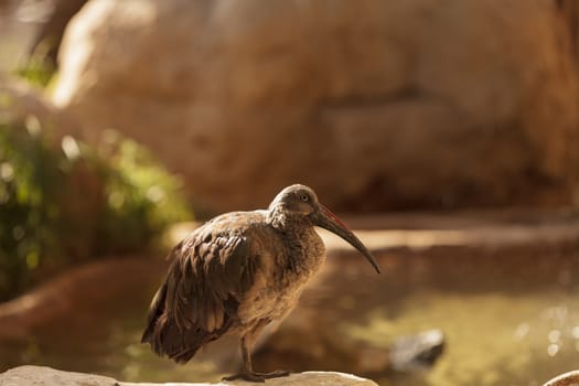 Hadada Ibis, Bostrychia hagedash, bird is found in Sub-Saharan Africa.