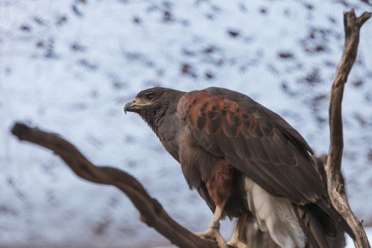 Harris’ Hawk, Parabuteo unicinctus harrisi, is a bird of prey that is also called the bay-winged hawk