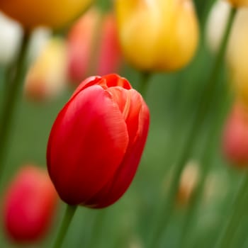 Tulips with beautiful bouquet background. Tulip. Beautiful bouquet of tulips. Colorful tulips. Tulips in spring. Colourful tulip with blurred background