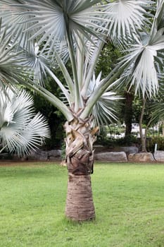 Palm tree and the grass green in Thailand