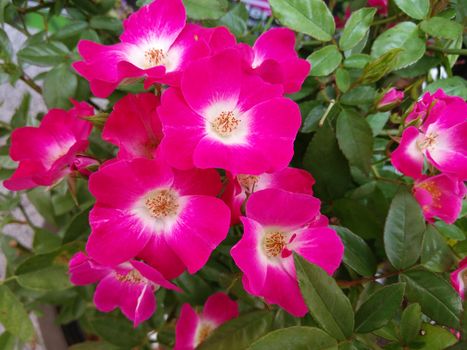 Graceful of Shocking Pink Flower in the Garden