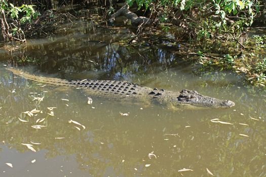 Saltwater Crocodile, Kakadu National Park, Australia