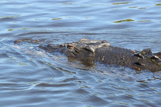 Saltwater Crocodile, Kakadu National Park, Australia