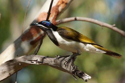 Blue-faced Honeyeater, Nitmiluk National Park, Australia