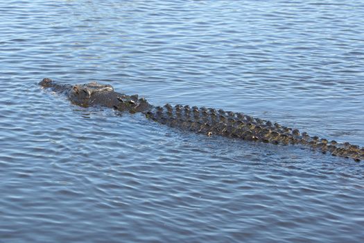 Saltwater Crocodile, Kakadu National Park, Australia