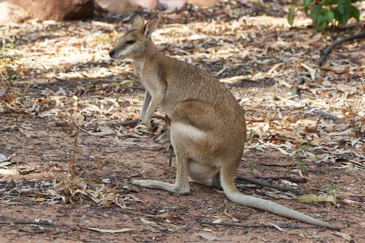 Wallaby with a joey in its pouch, Nitmiluk National Park, Australia