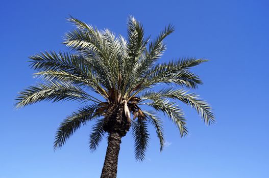 Palm against the blue sky