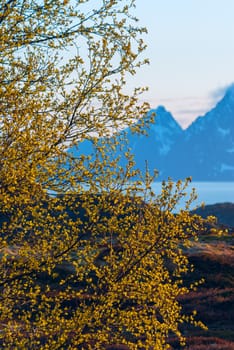 Green bush on background of snow-capped mountains