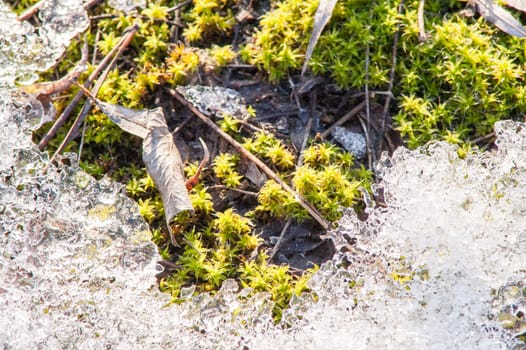 moss and ice on the river in the spring