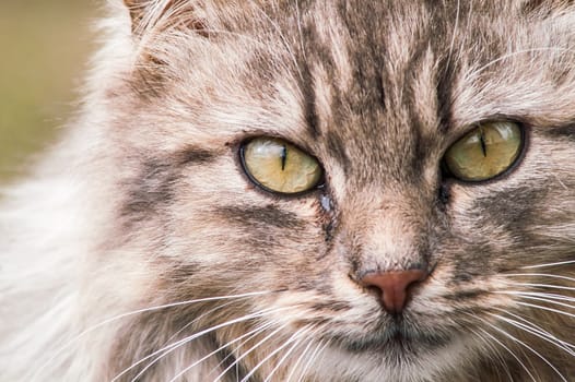 portrait of a beautiful fluffy cat closeup