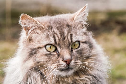 portrait of a beautiful fluffy cat closeup