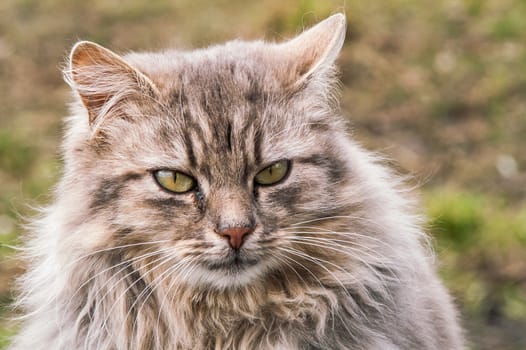 portrait of a beautiful fluffy cat closeup