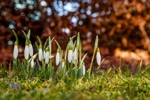 Group of beautiful fresh snowdrops in early spring