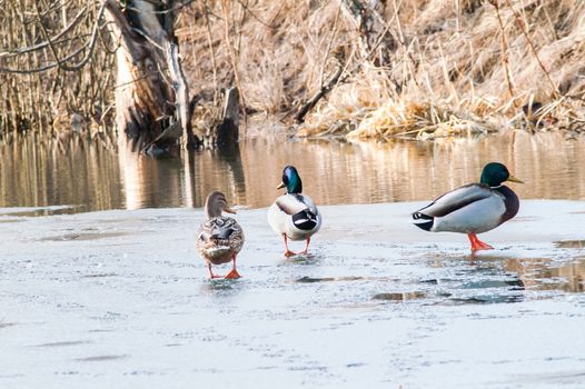 Duck on the water at sunset in spring