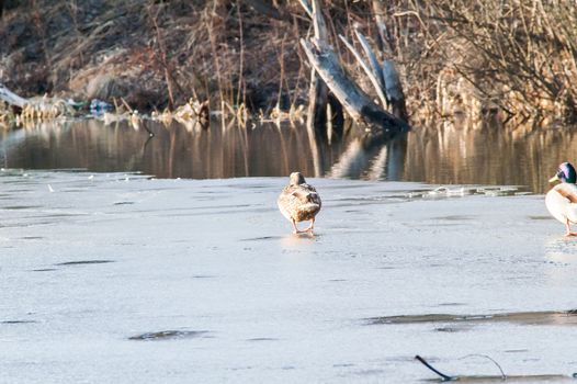 Duck on the water at sunset in spring