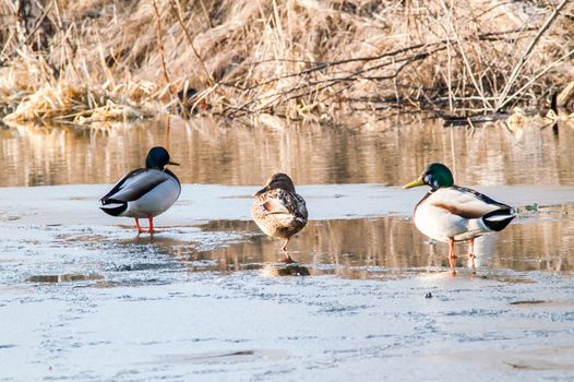 Duck on the water at sunset in spring