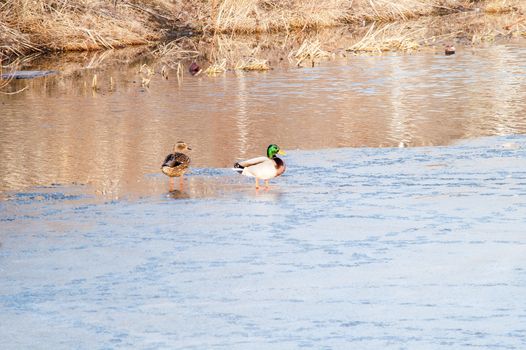 Duck on the water at sunset in spring