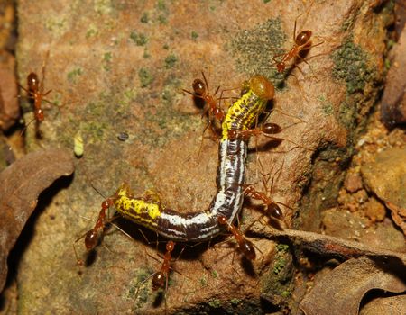 groups red ants attacking a worm in nature thailand