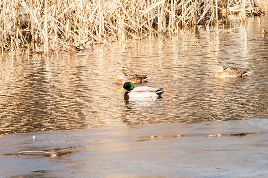 Duck on the water at sunset in spring