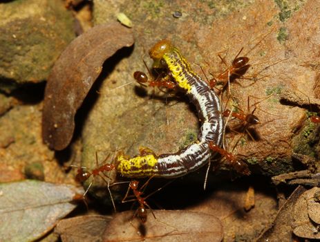 groups red ants attacking a worm in nature thailand