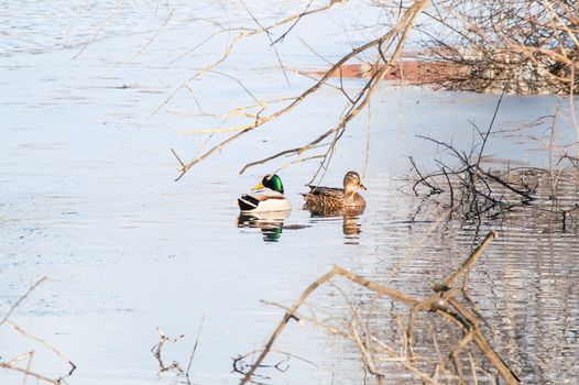 Duck on the water at sunset in spring