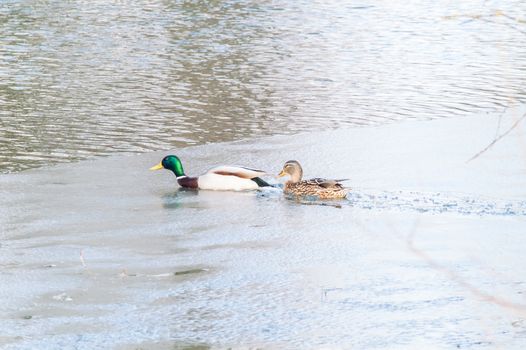 Duck on the water at sunset in spring