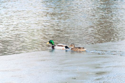 Duck on the water at sunset in spring