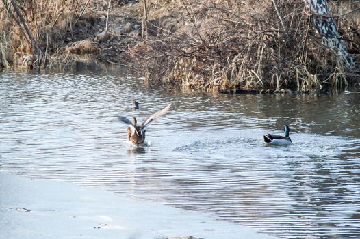 Duck on the water at sunset in spring