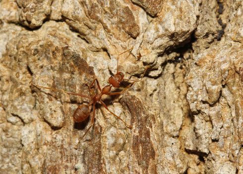 ant on tree 